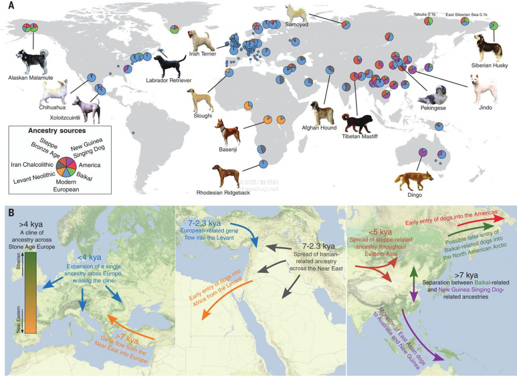 图片[5]-史前化石揭示狗的起源和群体历史 - 文献速读-实验盒