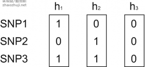 基于RAINBOW的单倍型全基因组关联分析（haplotype-based GWAS）教程-实验盒